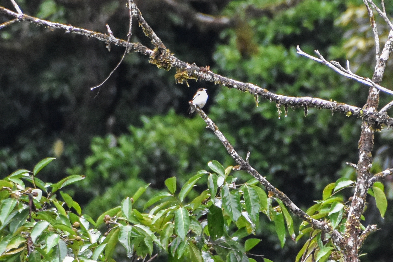 Torrent Flyrobin (Monachella muelleriana), photo 7