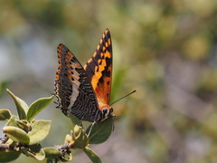 Charaxes saturnus saturnus