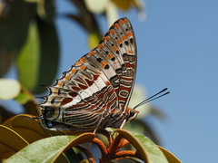 Charaxes saturnus saturnus