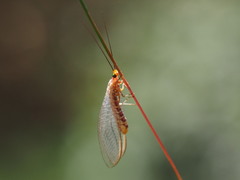 Italochrysa impar