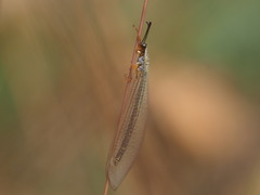 Myrmeleon lethifer