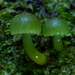 Verdigris Waxcap - Photo (c) Steve Reekie, some rights reserved (CC BY-NC), uploaded by Steve Reekie