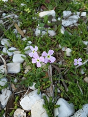 Malcolmia maritima