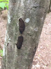 Biscogniauxia mediterranea