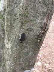 Biscogniauxia mediterranea
