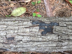 Biscogniauxia mediterranea
