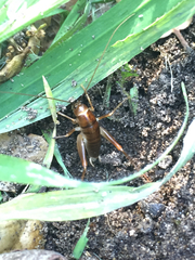 Ceuthophilus californianus