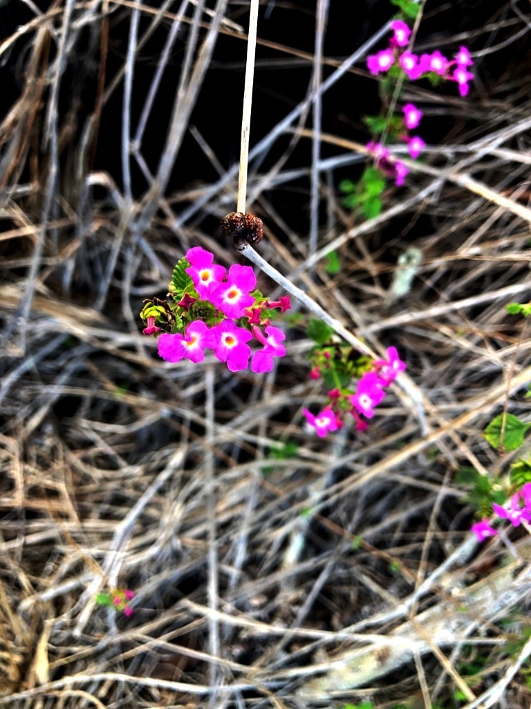 creeping lantana from Prenzlau QLD 4311, Australia on November 26, 2023 ...