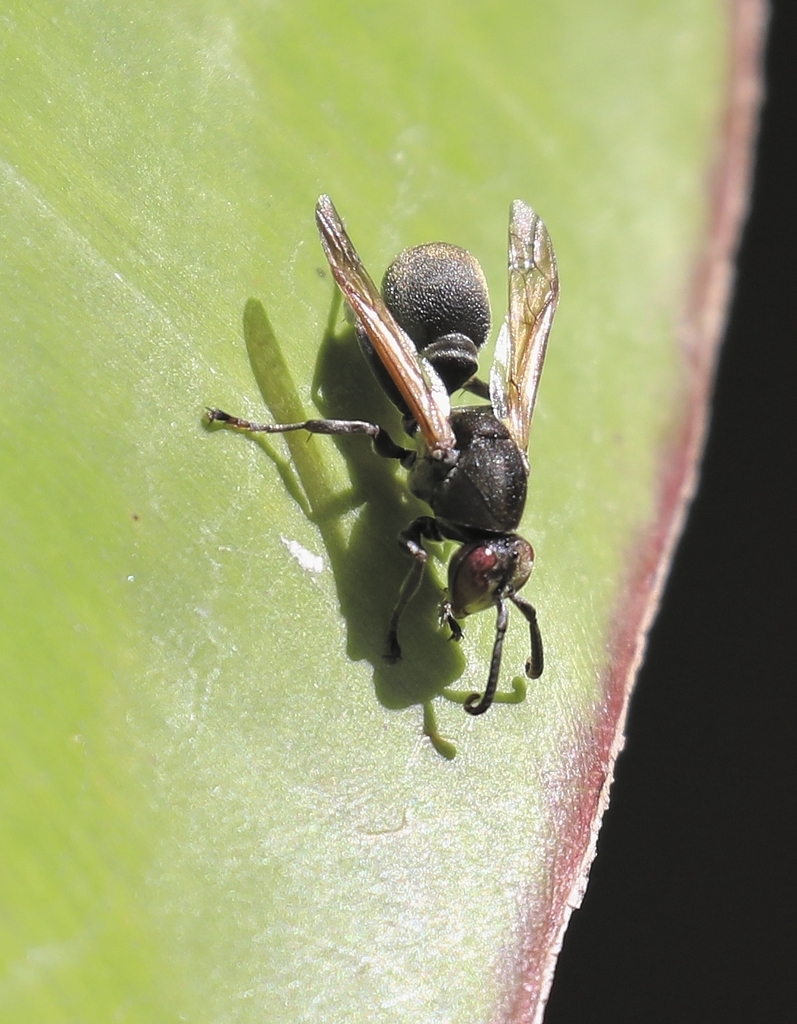 Ropalidia grandidieri