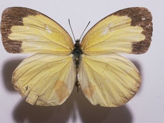 Eurema hecabe solifera