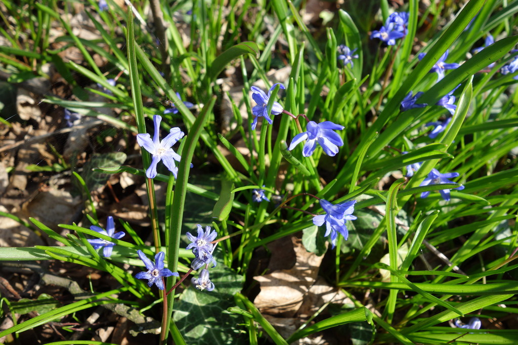 Star Hyacinth