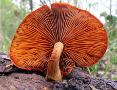 Media resource of Gymnopilus liquiritiae