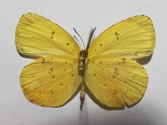 Eurema