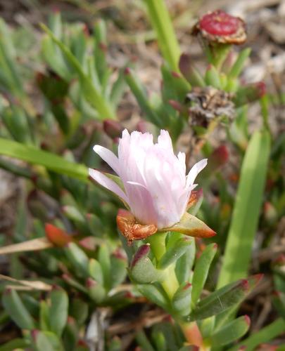 Lampranthus blandus