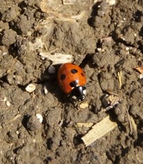 Coccinella algerica