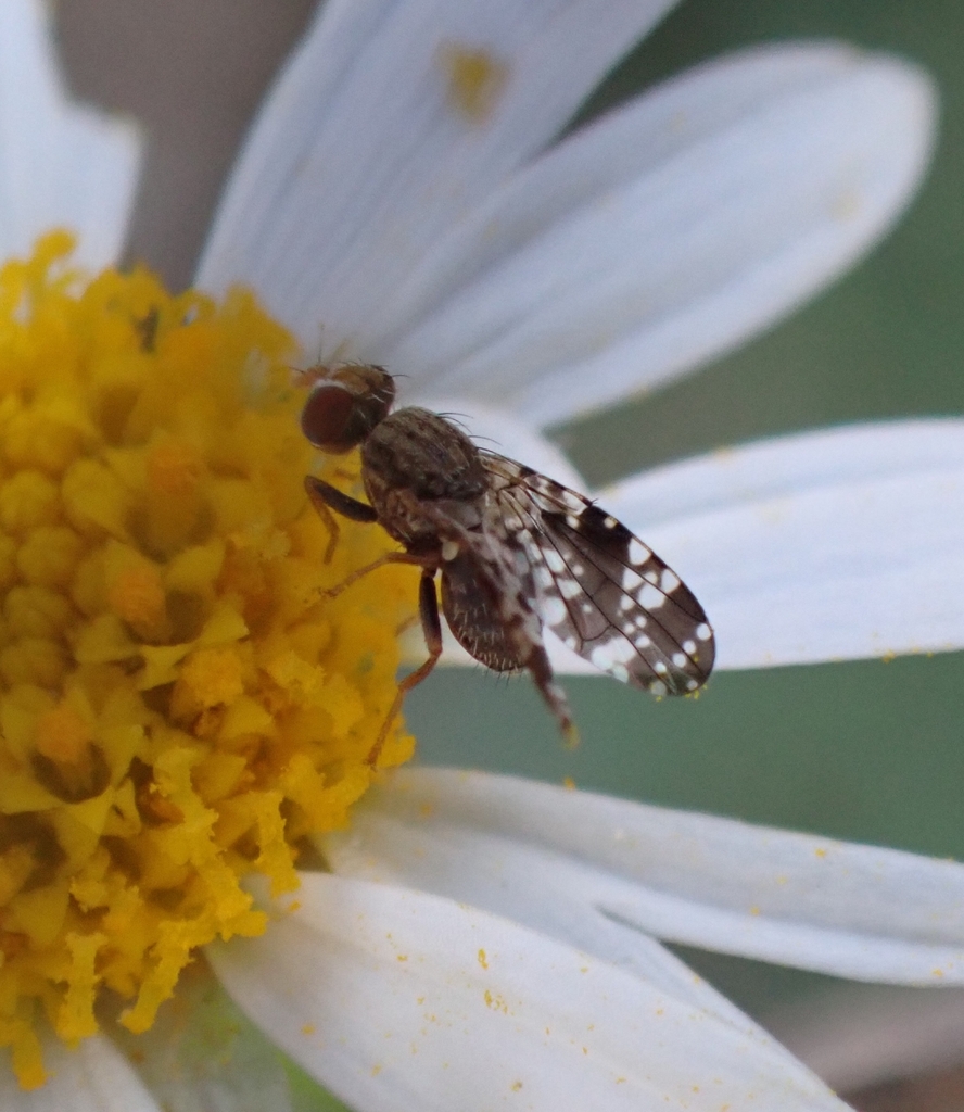 Campiglossa reticulata