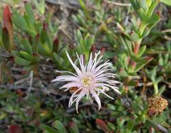 Lampranthus blandus, photograph Henry de Lange, CC BY, iNaturalist via GBIF