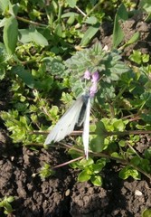 Lepidoptera