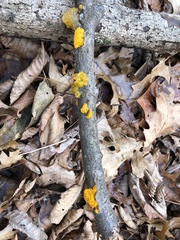 Tremella mesenterica image