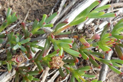 Lampranthus blandus, photograph 2