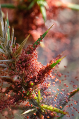 Tetranychus lintearius