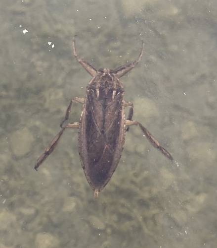 Giant water bug