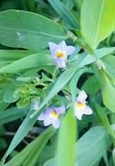 Angiospermae