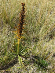 Aciphylla colensoi