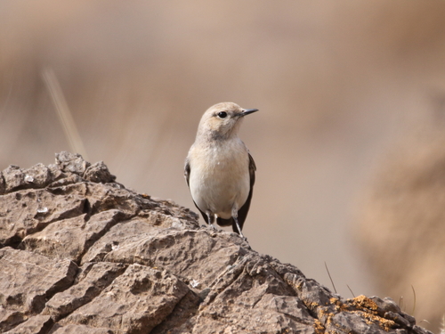 Finsch's Wheatear (Oenanthe finschii), photo 5