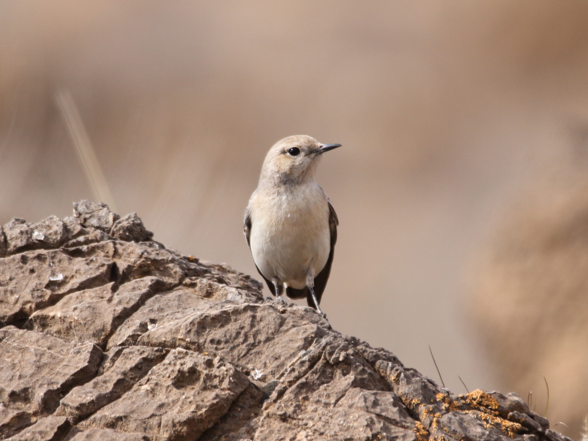 Finsch's Wheatear (Oenanthe finschii)