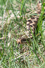 Vipera berus
