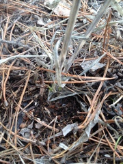 Allium nutans