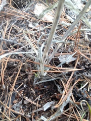 Allium nutans