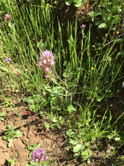 Castilleja densiflora