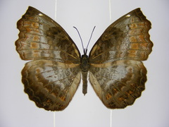 Ariadne albifascia