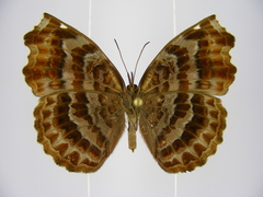 Ariadne albifascia