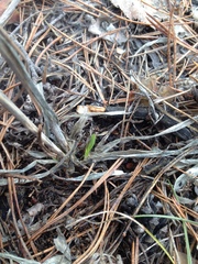 Allium nutans
