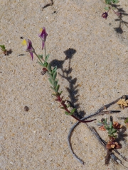 Linaria pedunculata