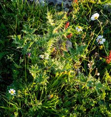 Cirsium polycephalum