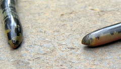 Afrotyphlops mucruso