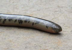 Afrotyphlops mucruso