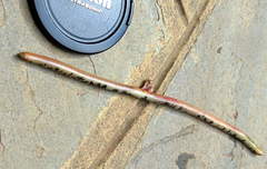 Afrotyphlops mucruso