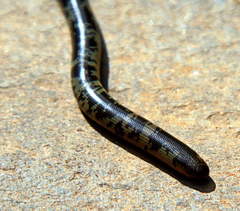 Afrotyphlops mucruso