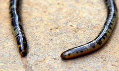 Afrotyphlops mucruso