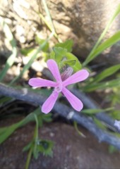 Angiospermae