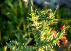 Cirsium polycephalum