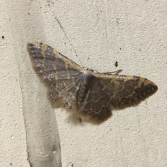 Idaea costiguttata
