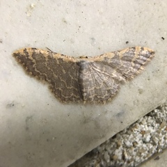 Idaea costiguttata