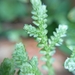 Selaginella muscosa - Photo (c) Liu Idárraga Orozco, algunos derechos reservados (CC BY-NC), subido por Liu Idárraga Orozco