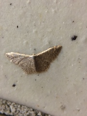 Idaea costiguttata